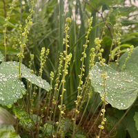 Mitella (Brewerimitella) breweri